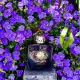 عطر ادکلن آمواج اینترلود زنانه 100 میل